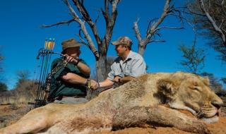 南非将禁止圈养狮子